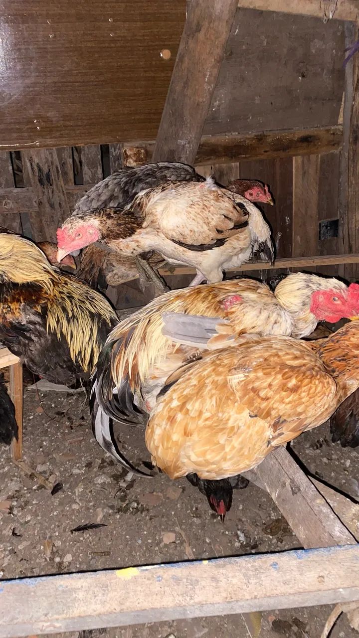 Galinhas caipira  - Foto 4