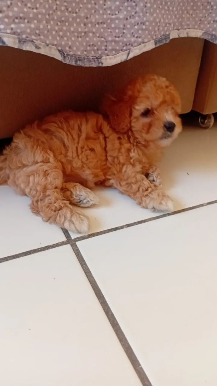 Poodle Toy  - Foto 2