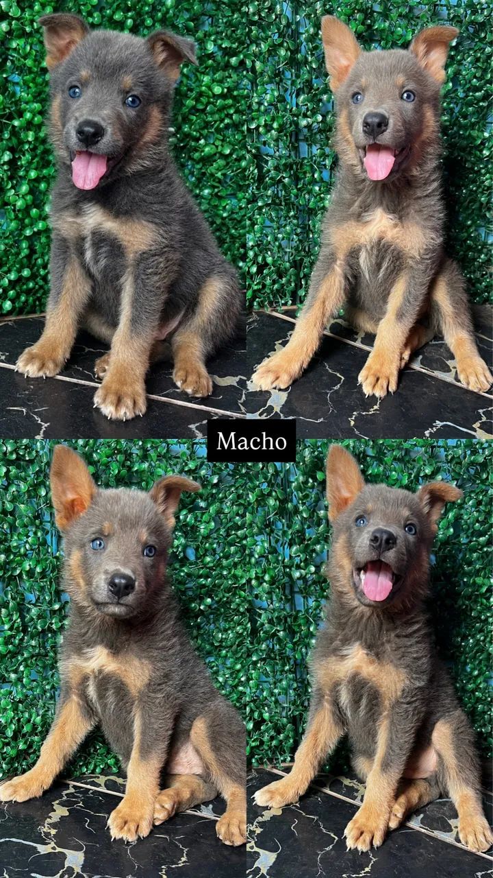 Pastor Alemão  - Foto 4