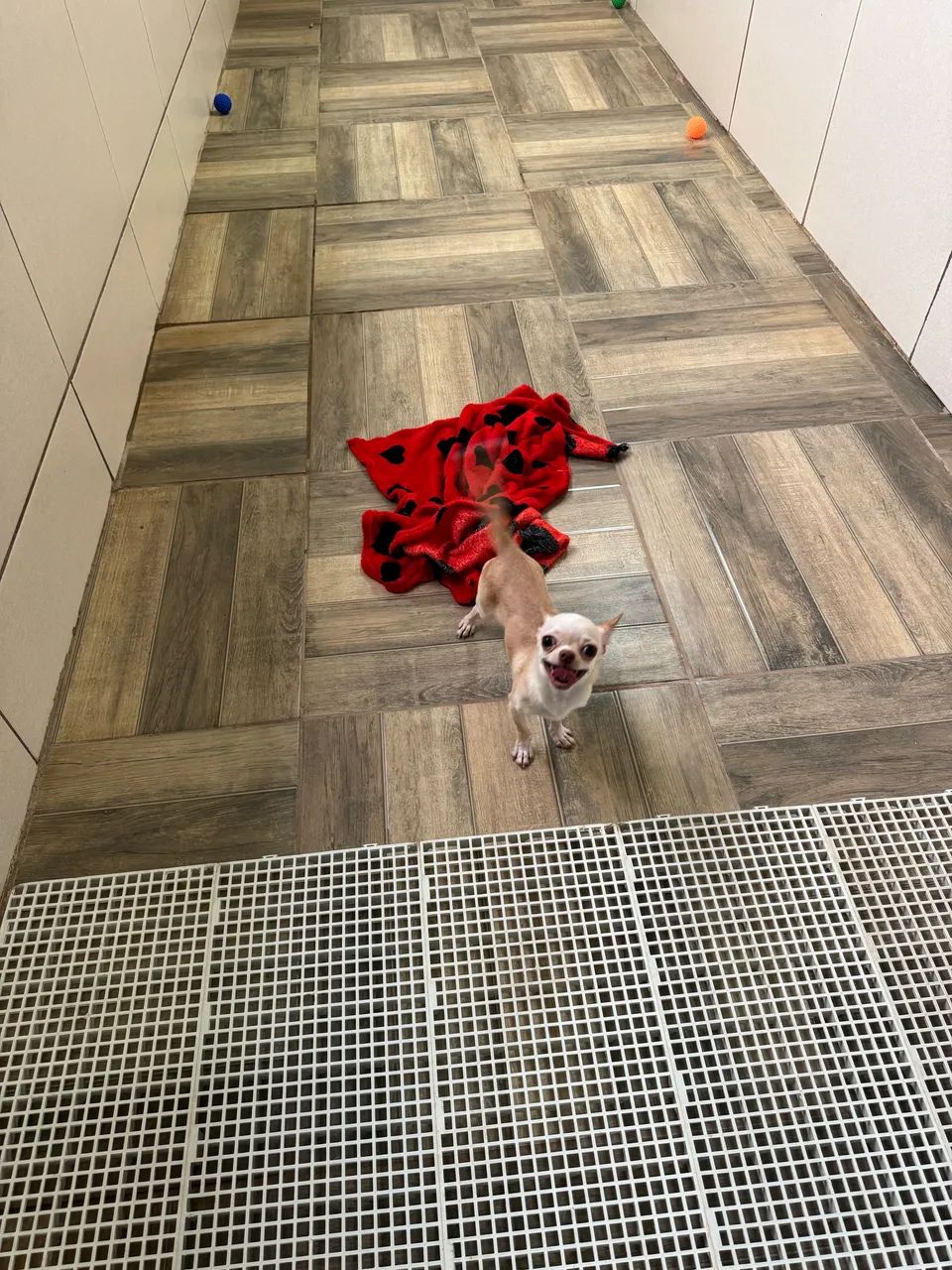 Chihuahua Macho - Foto 3