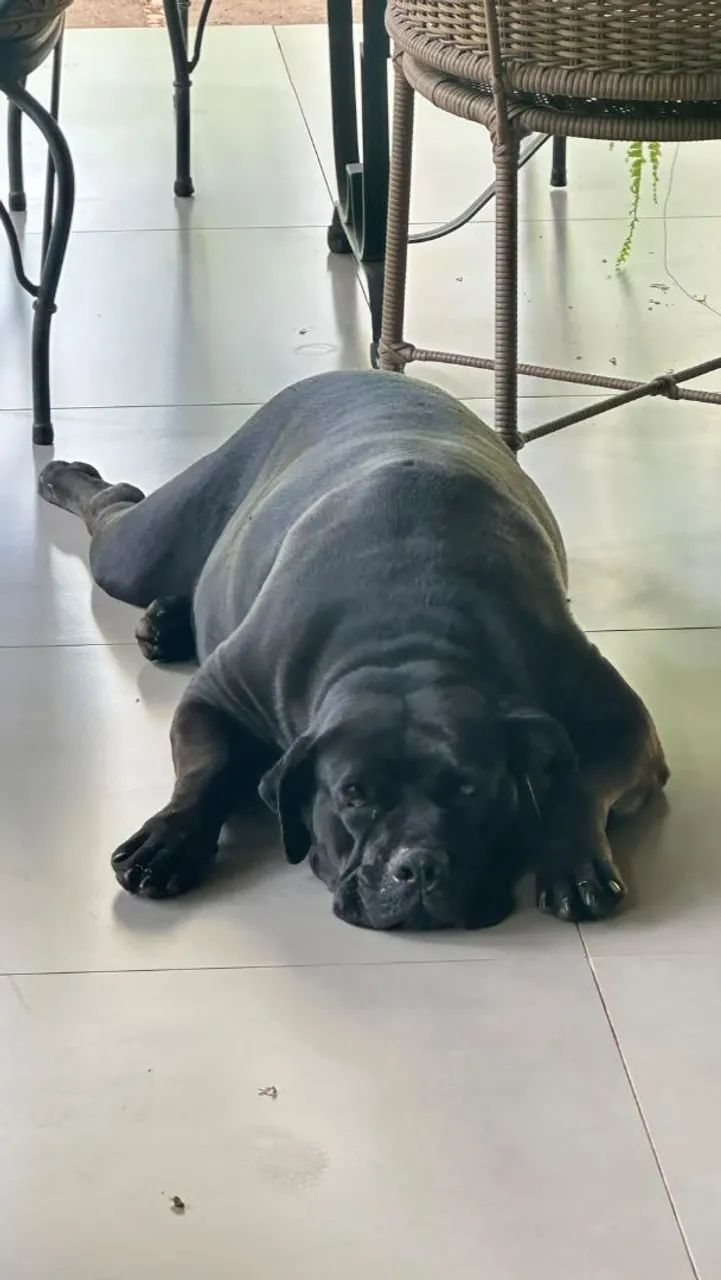Filhotes de Cane corso  - Foto 5