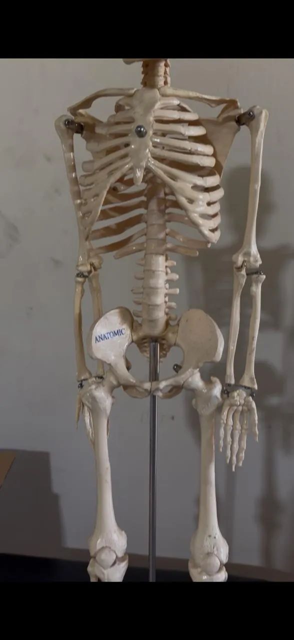 Esqueleto Anatômico Profissional ANATOMIC - Foto 4