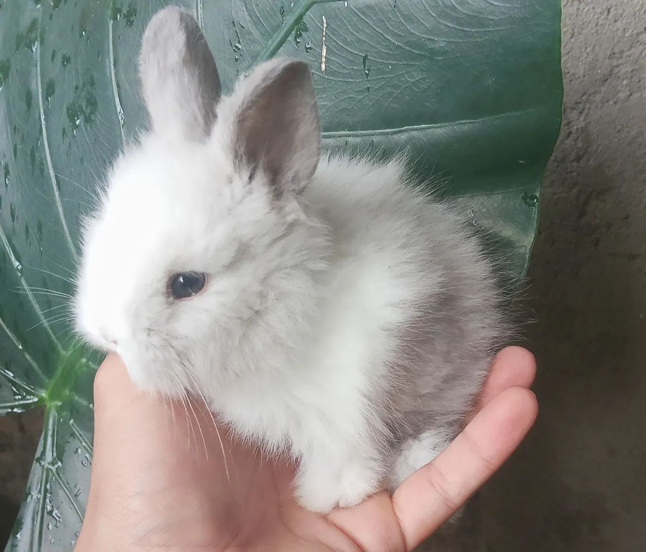 Coelho angora  - Foto 3