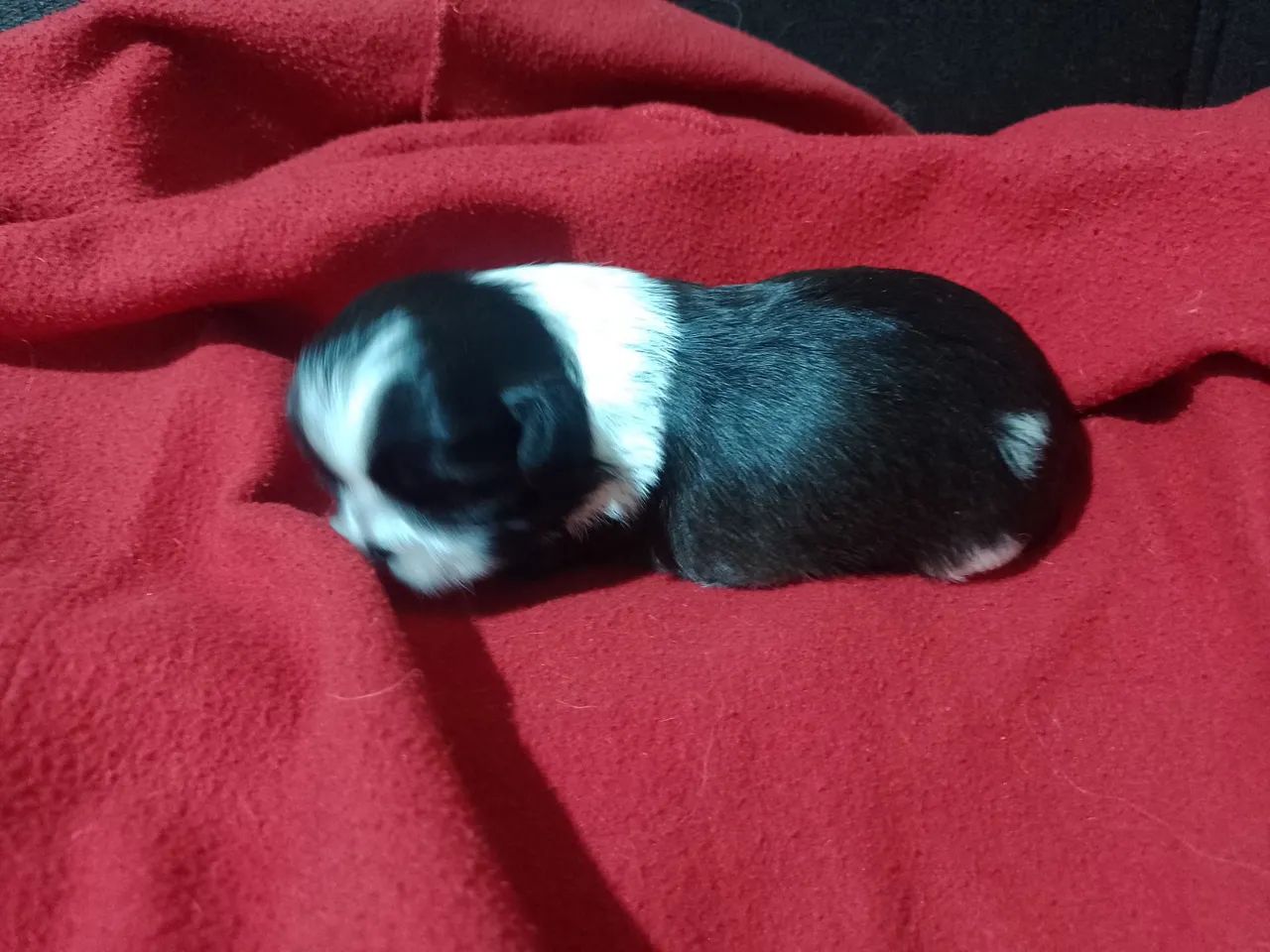 Cachorro  - Foto 4