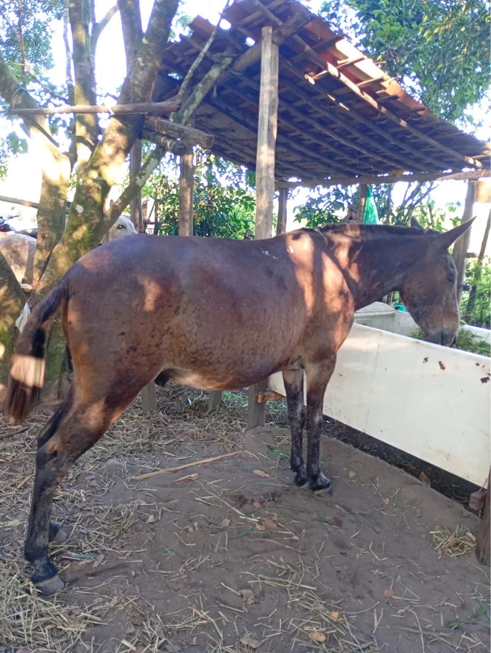 Burro a Venda - Foto 3