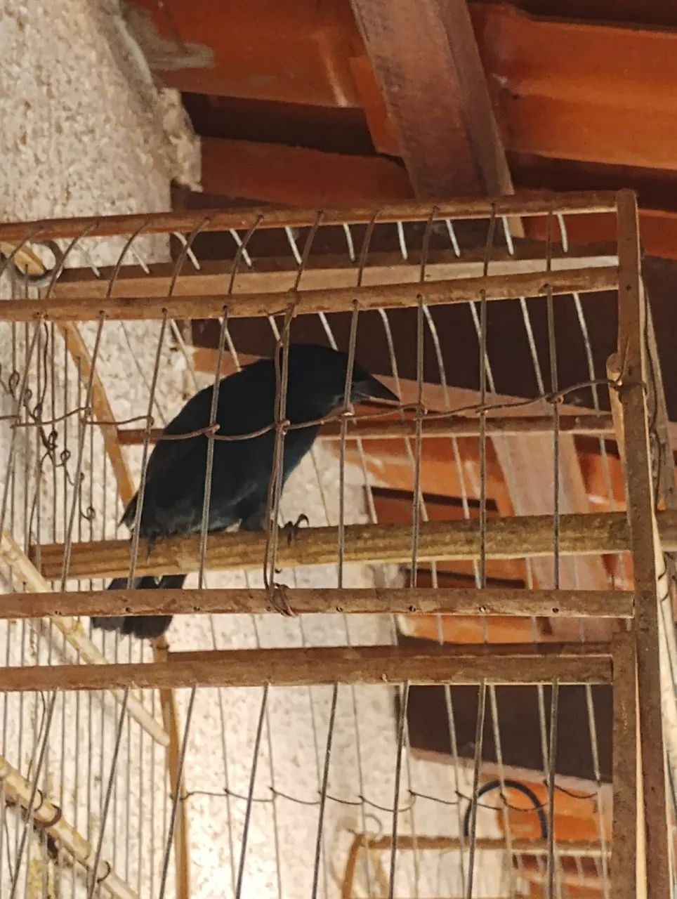 Gaiolas de madeira  - Foto 4