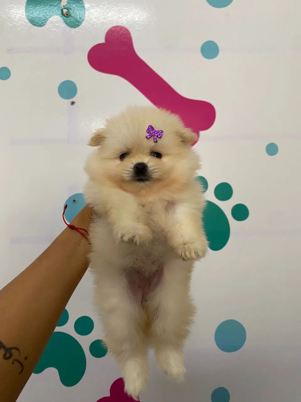 Spitz alemão 