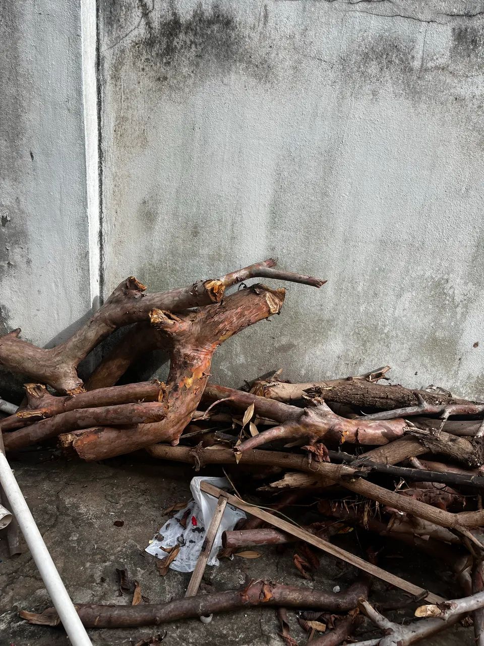 Lenha de árvore de goiaba 