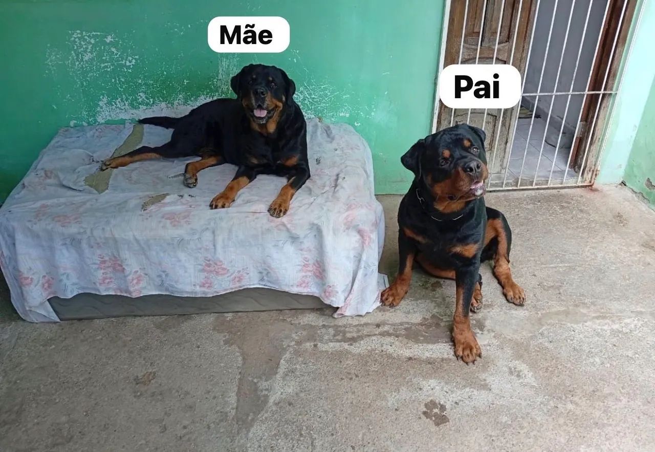 Filhotes Rottweiler  - Foto 2