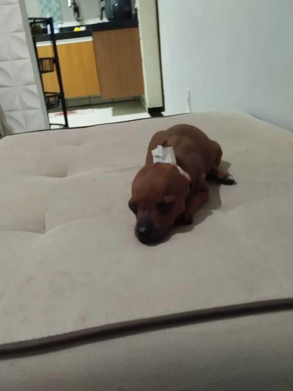 Vendo Pincher  - Foto 4