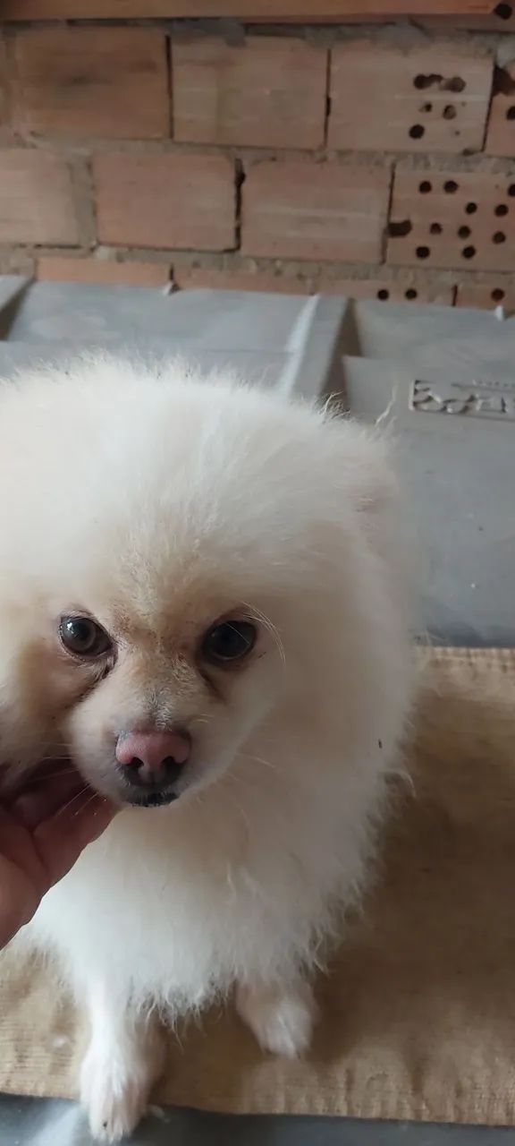 Lulu 