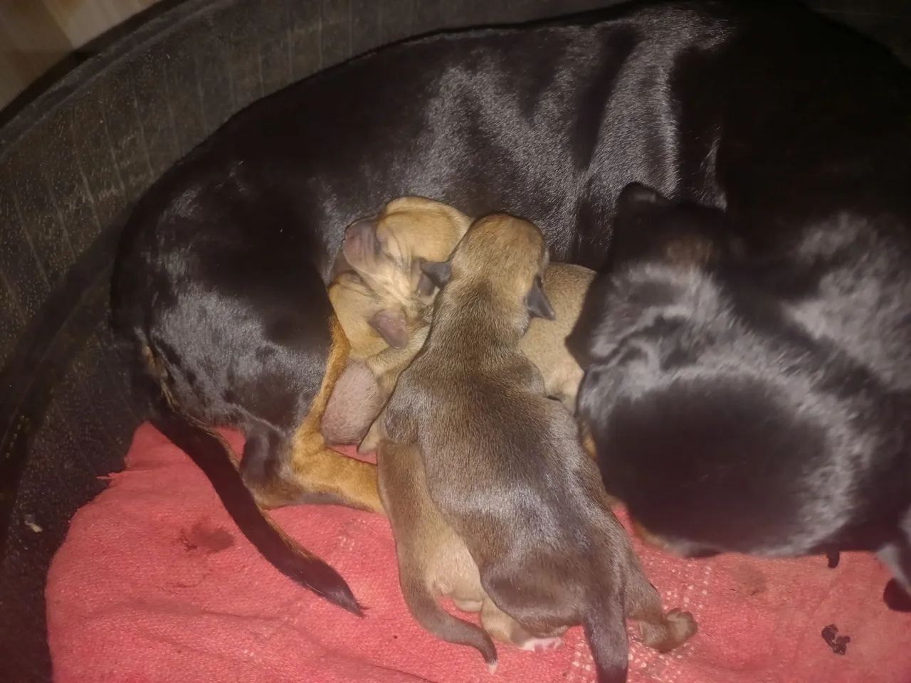 Dog - Foto 4