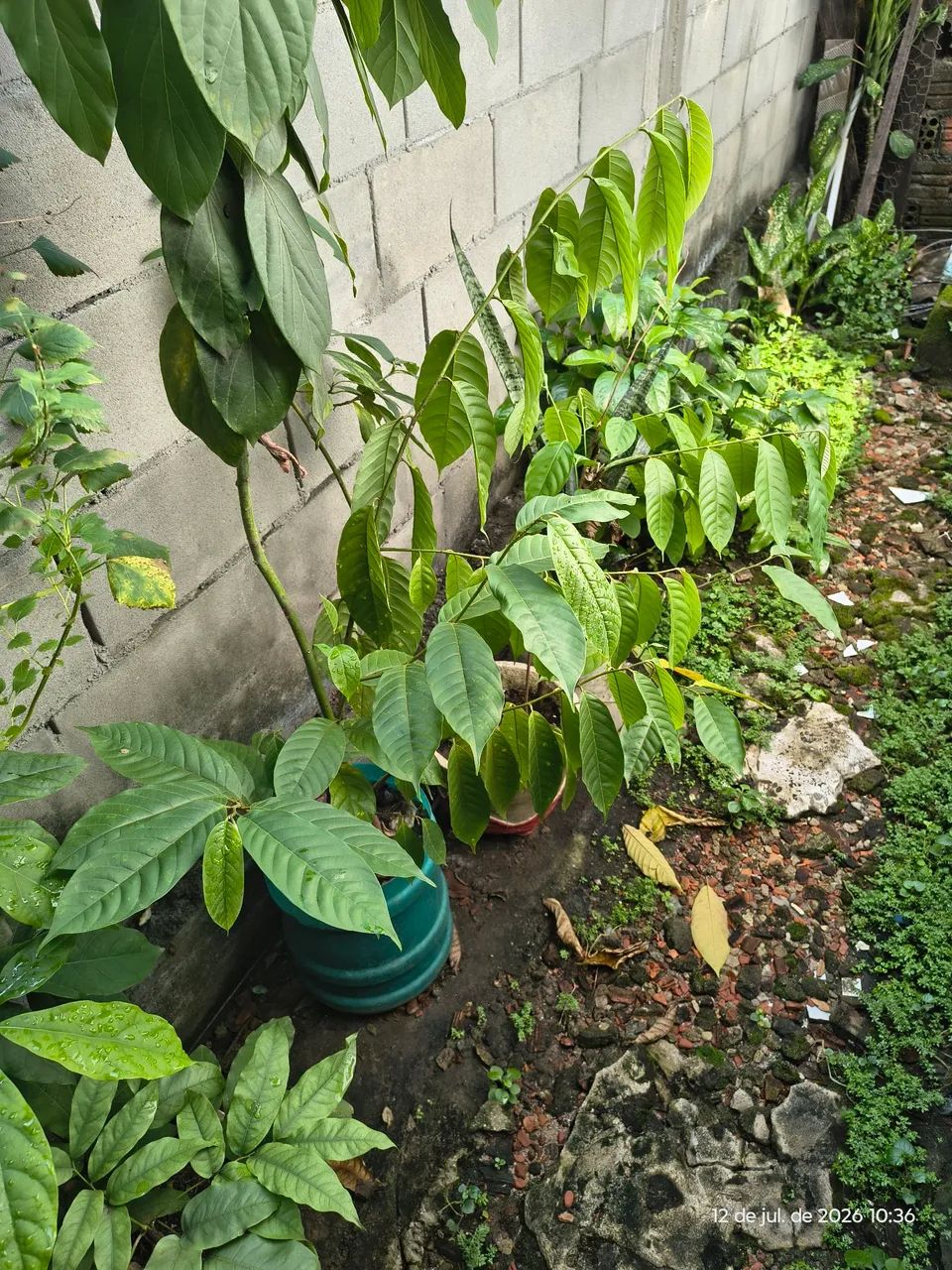 Plantas  - Foto 4