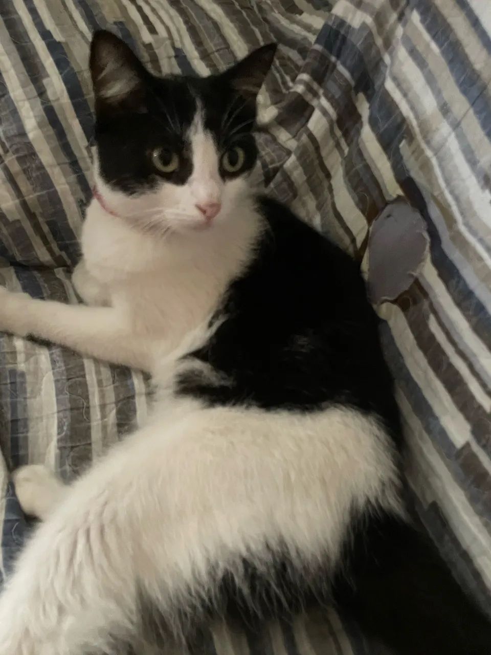 Gatinha pra adoção  - Foto 3