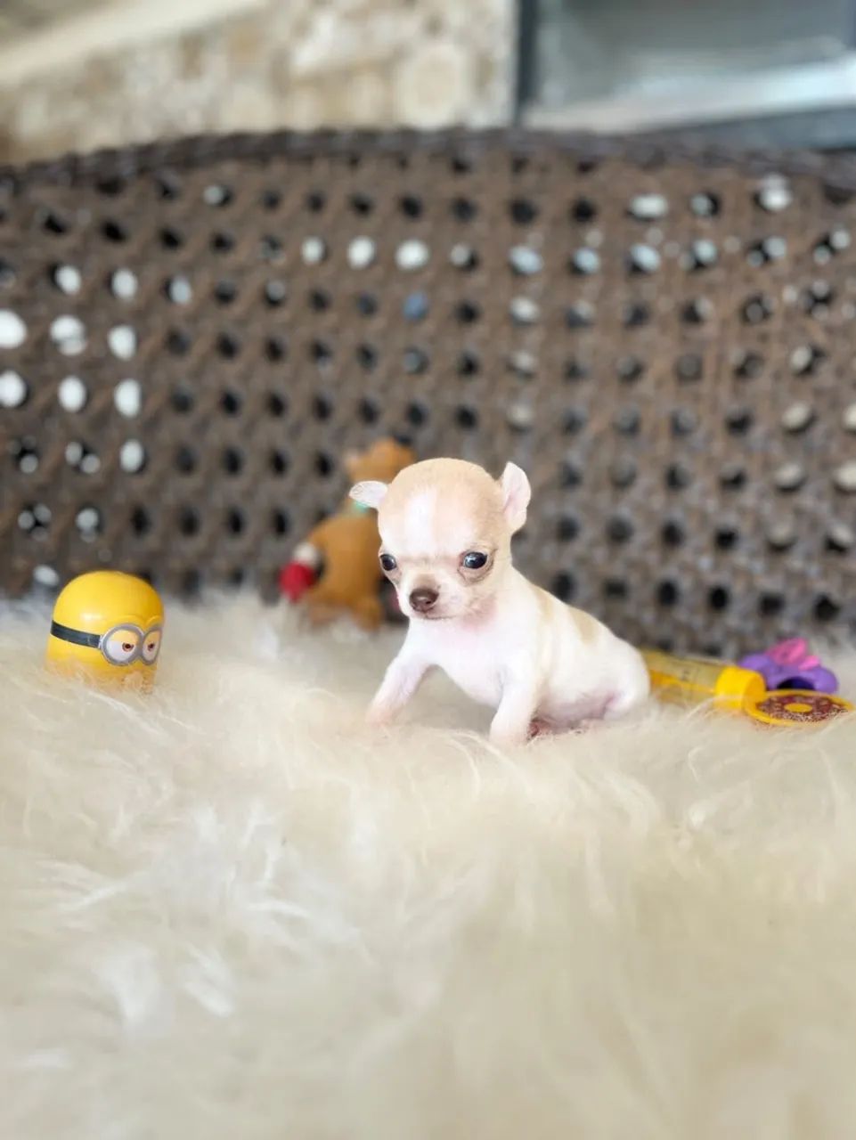 Chihuahua macho micro  - Foto 3
