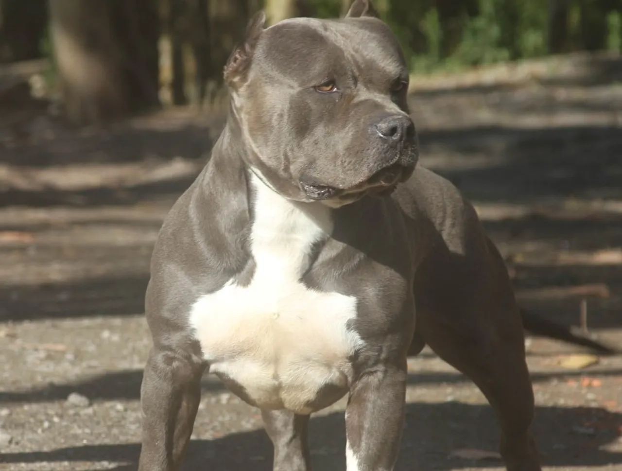 Doação de pitbull American bully 