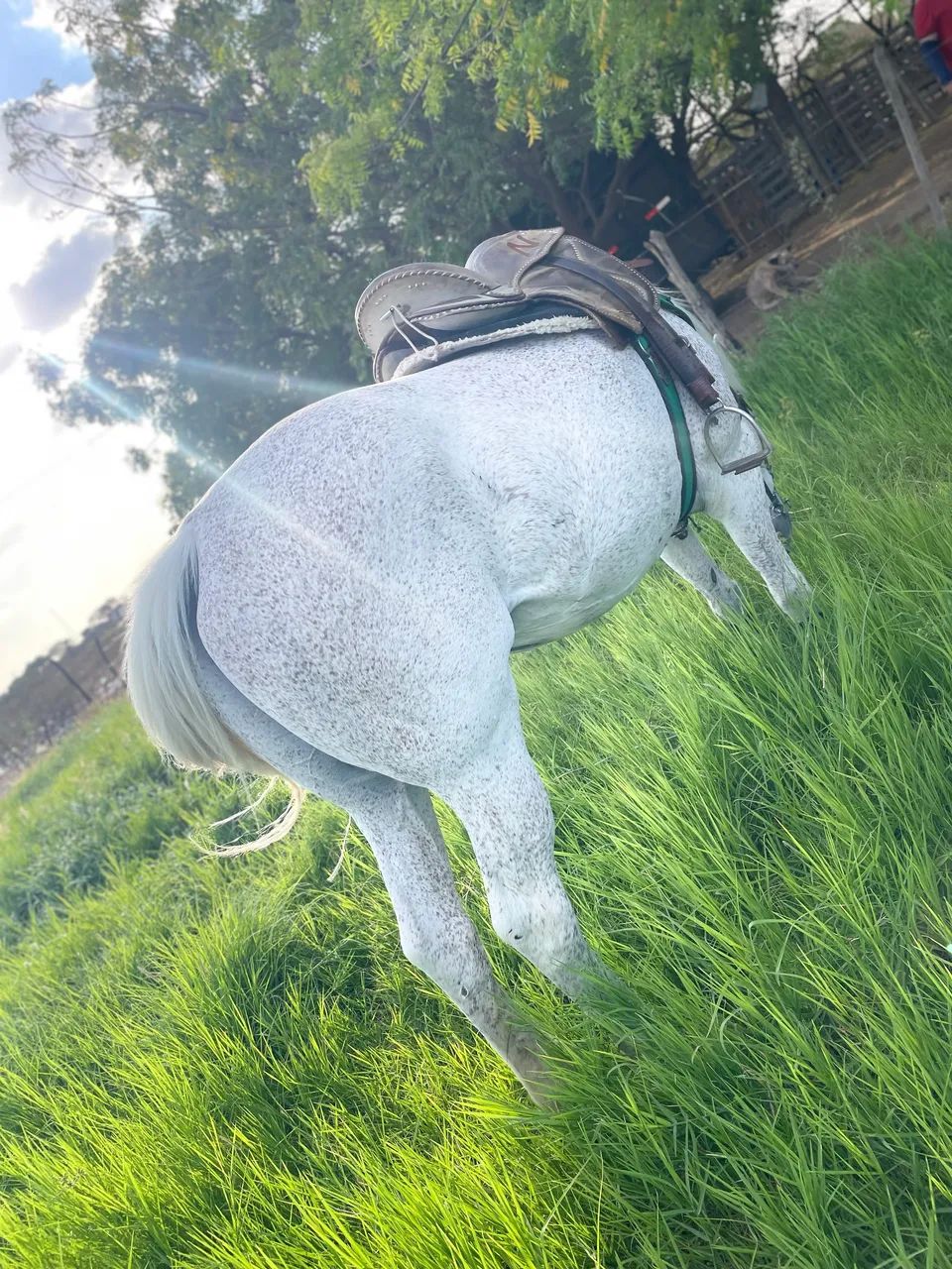 Vendo cavalo de vaquejada  - Foto 4