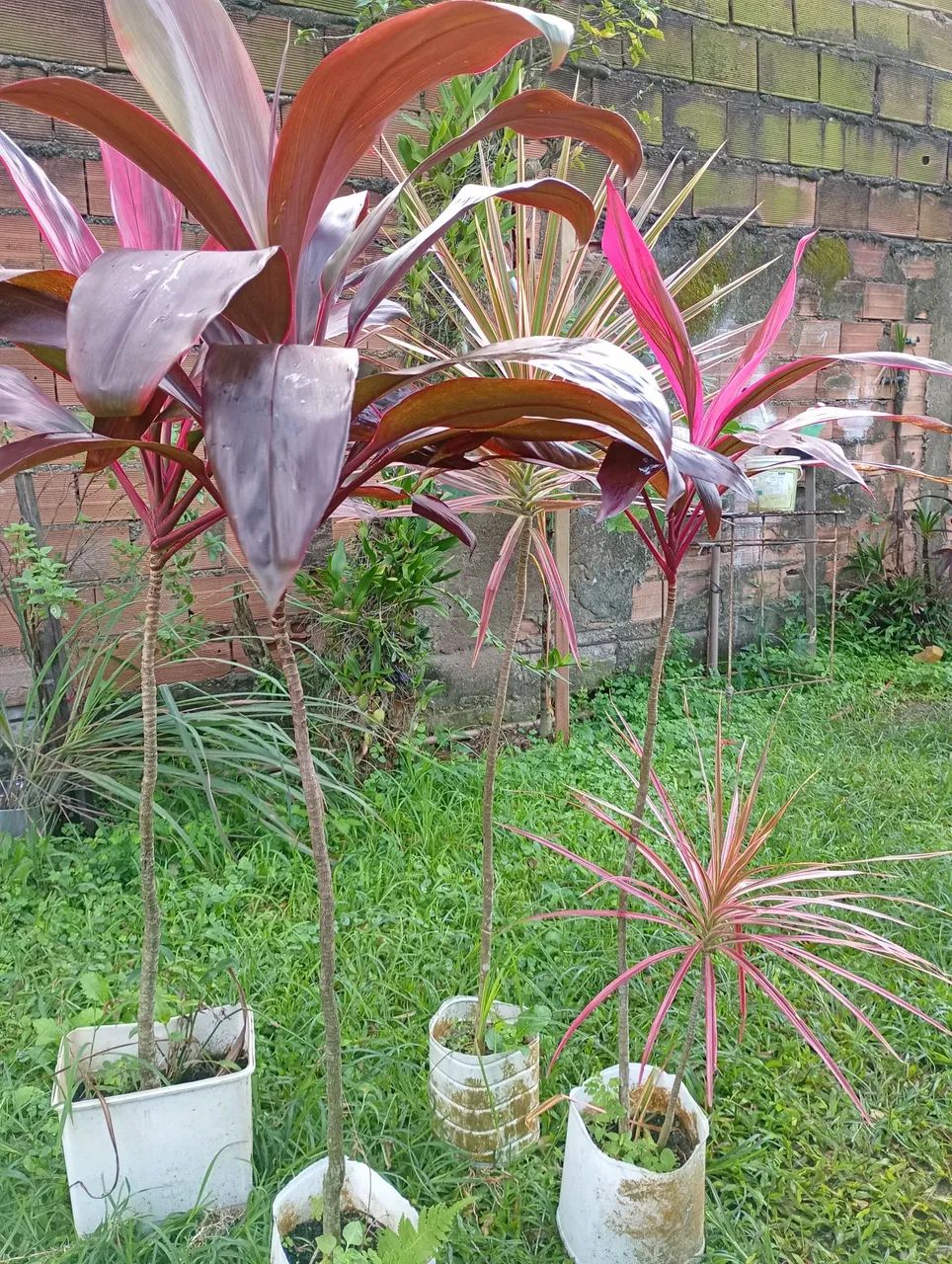 Plantas - Foto 3