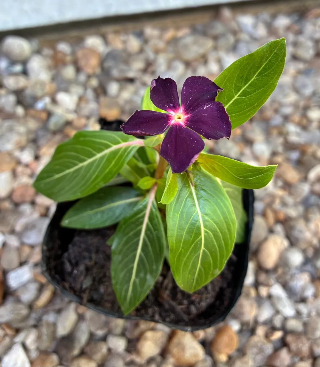Vincas - Foto 2