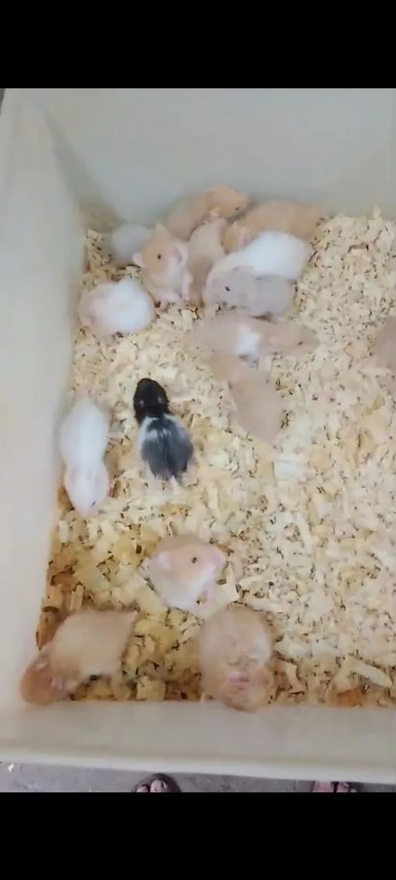 Hamster - Foto 4
