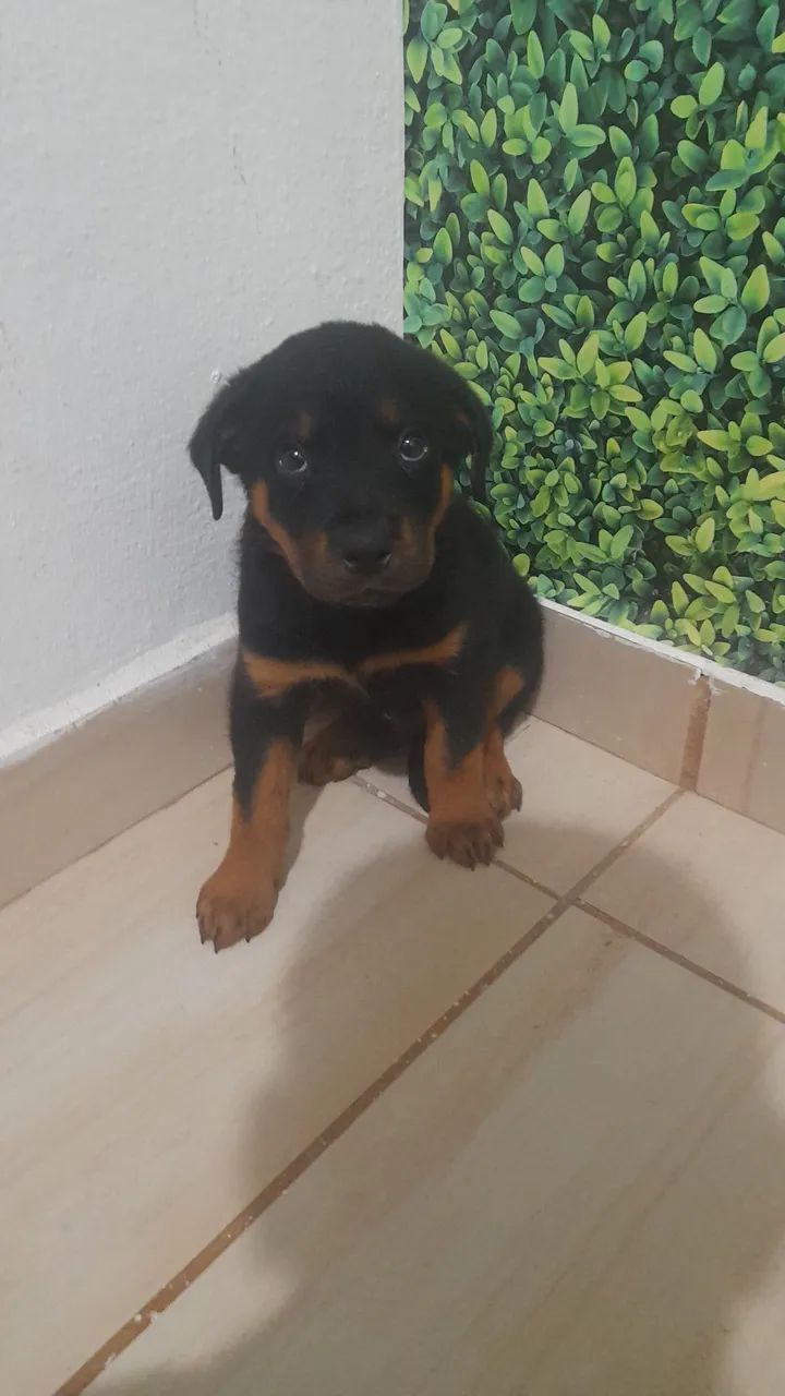 Cachorro  - Foto 4