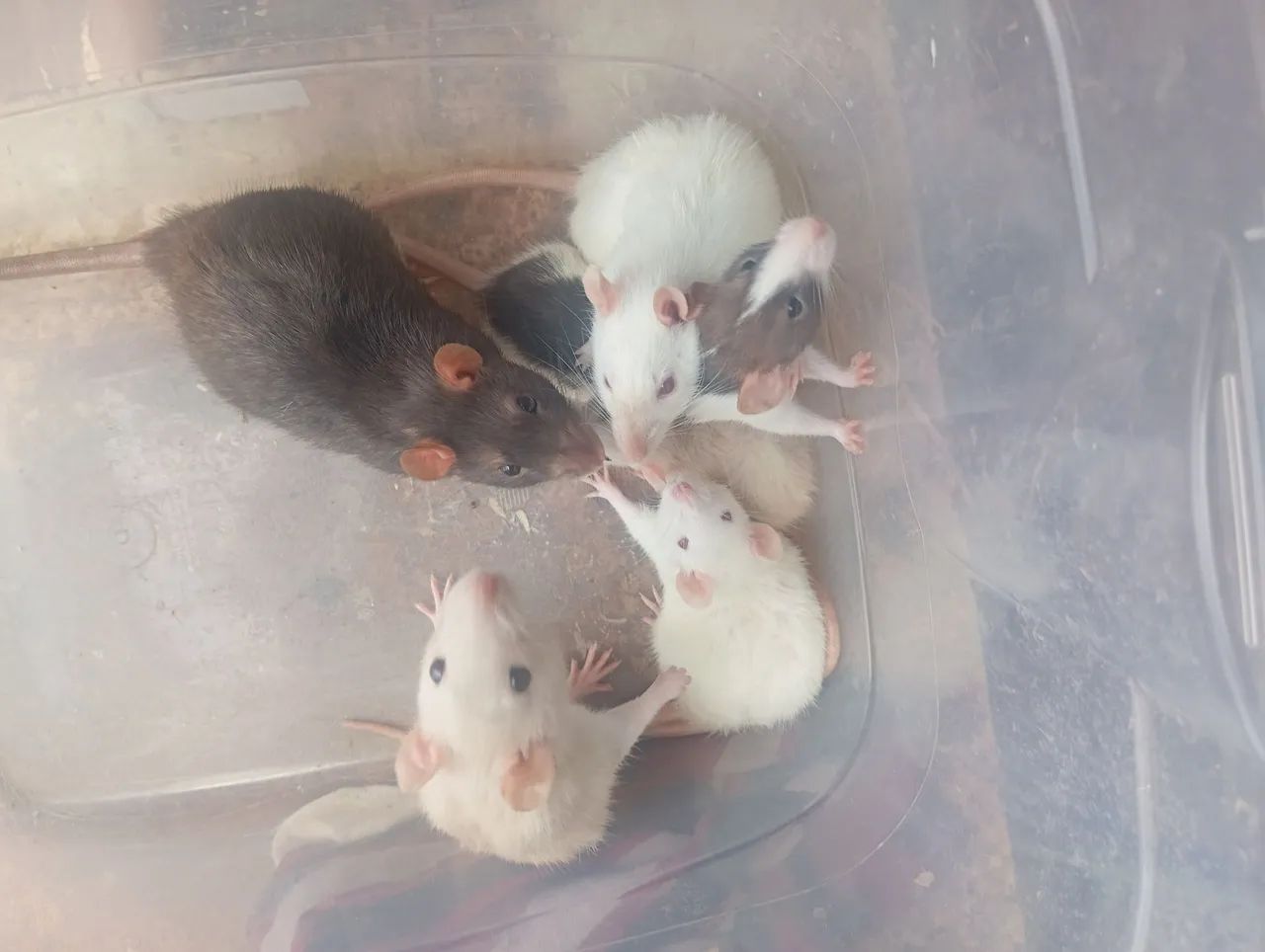 Rato Twister 