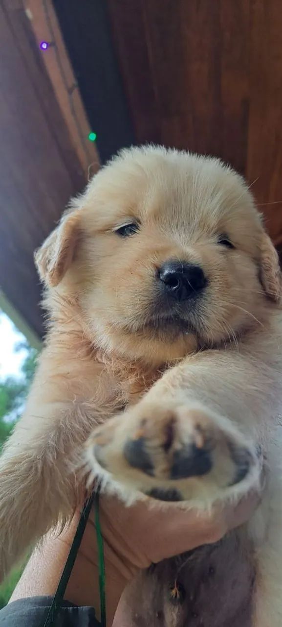 Golden Retriever - Foto 3