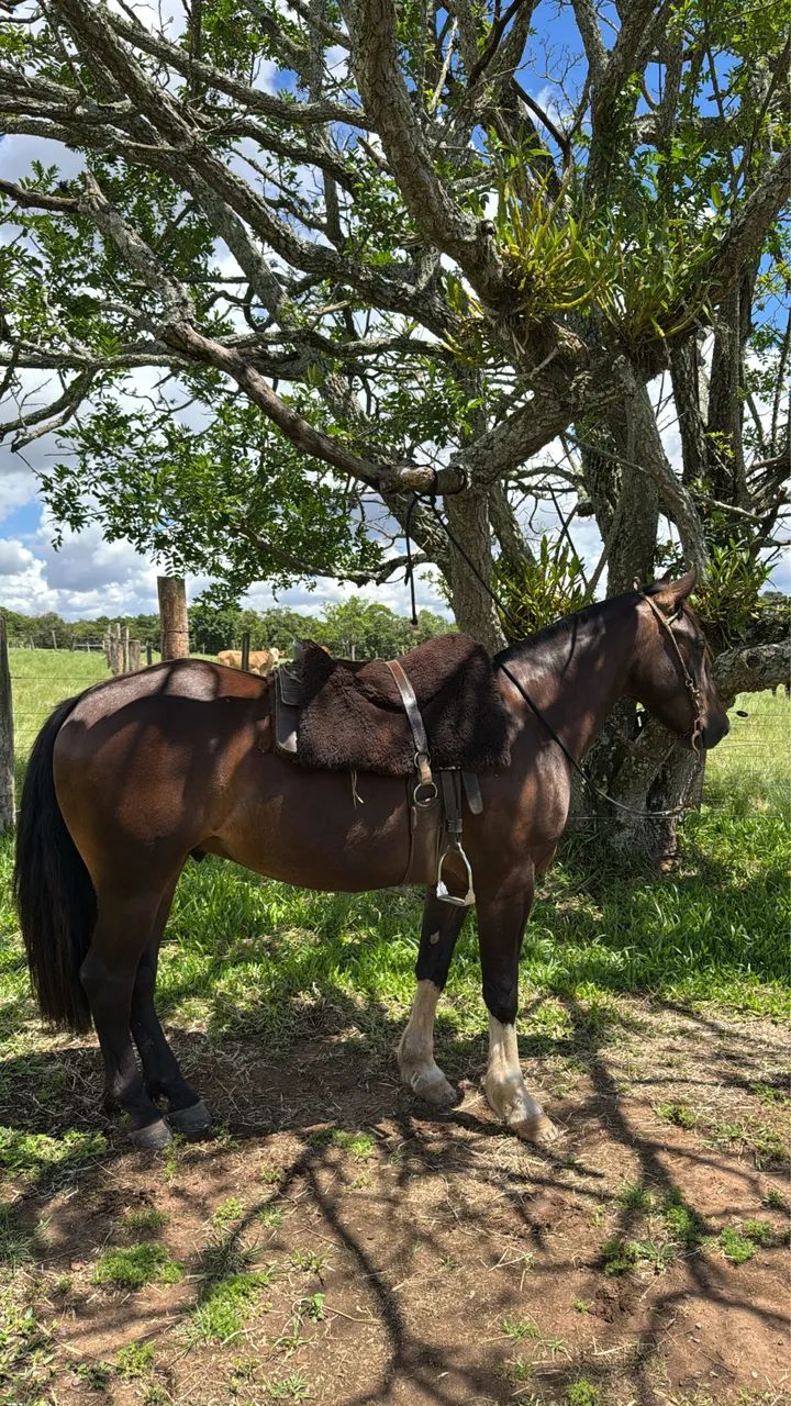Cavalo crioulo de laço - Foto 3