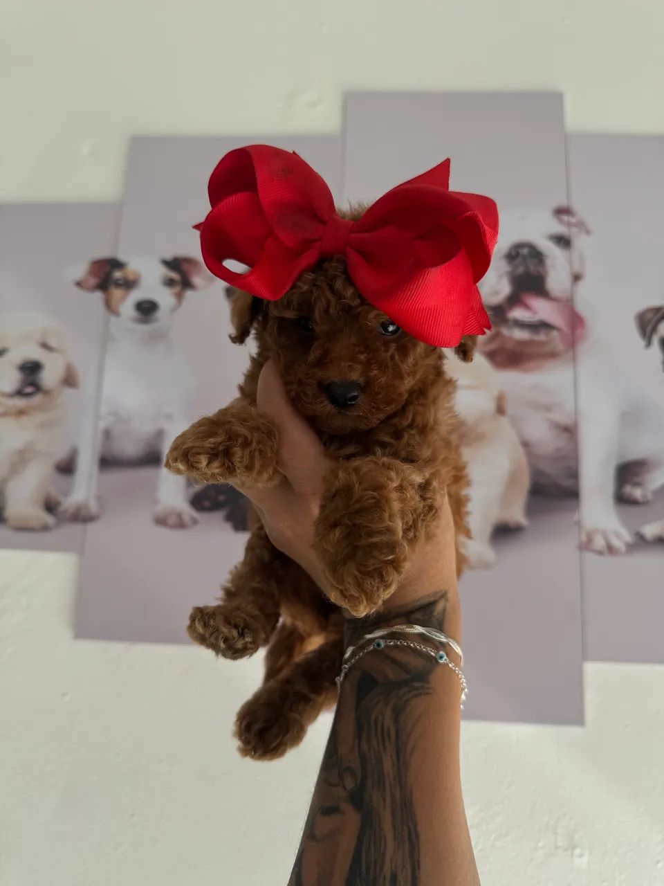 Poodle Toy corzinha red 