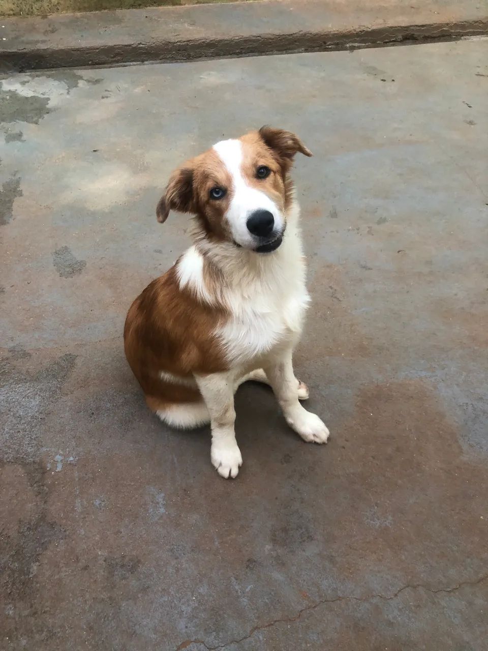 Border Collie pelagem Sable Merle - Foto 3