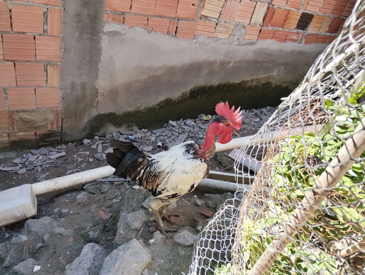 Vendo dois galos e um casal de pato  - Foto 2