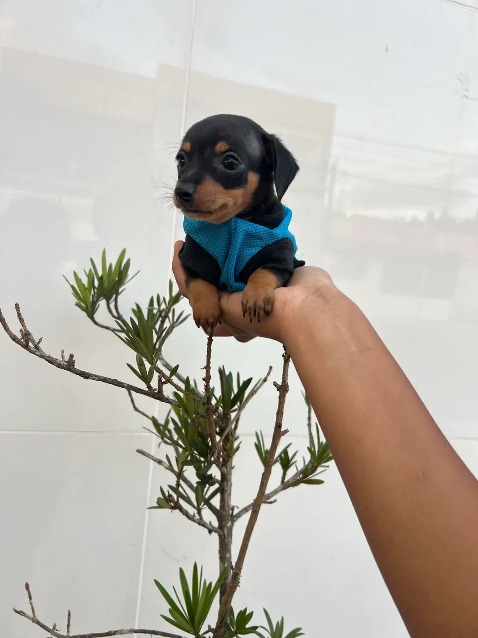 Pinscher macho disponível  - Foto 6