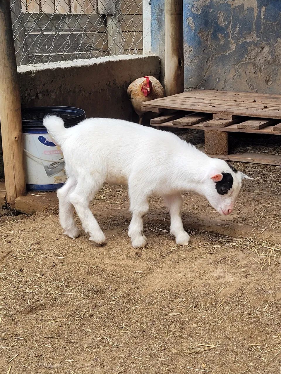 Mini cabras - Foto 2