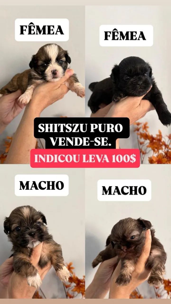 Cachorro 