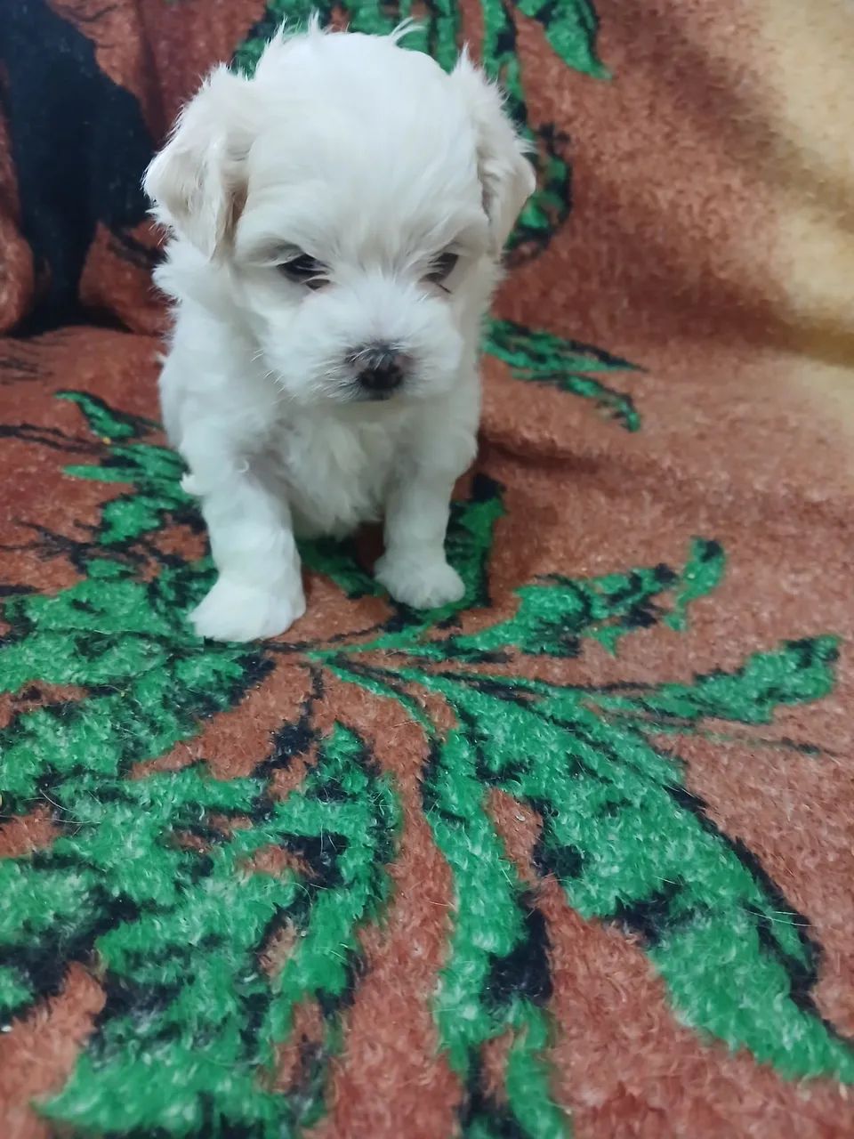 Maltês 