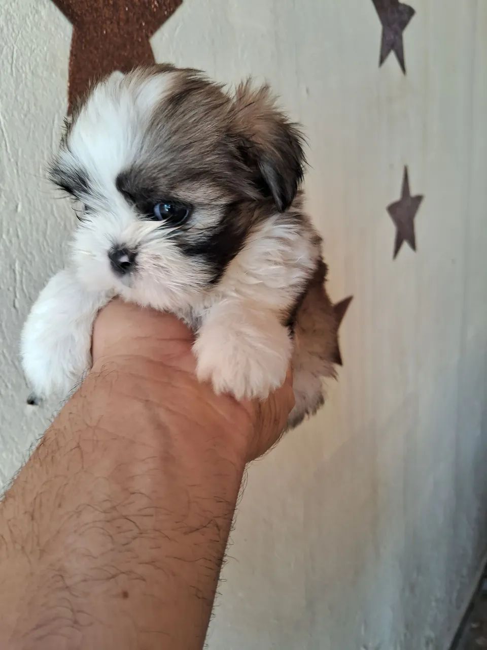 Shitzu  - Foto 3