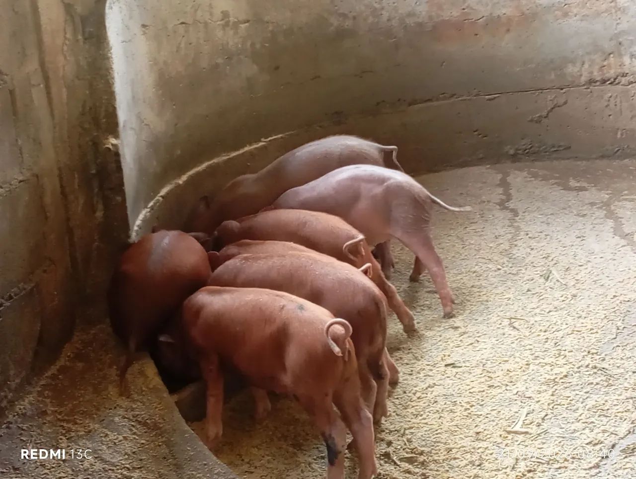 Leitões  - Foto 4