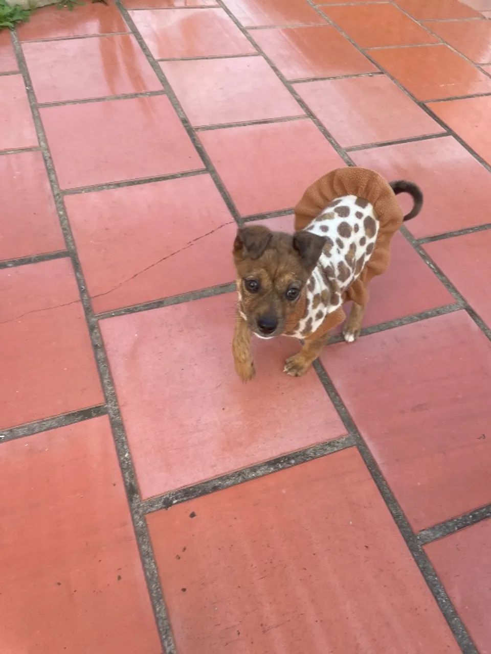 Cachorro  - Foto 5