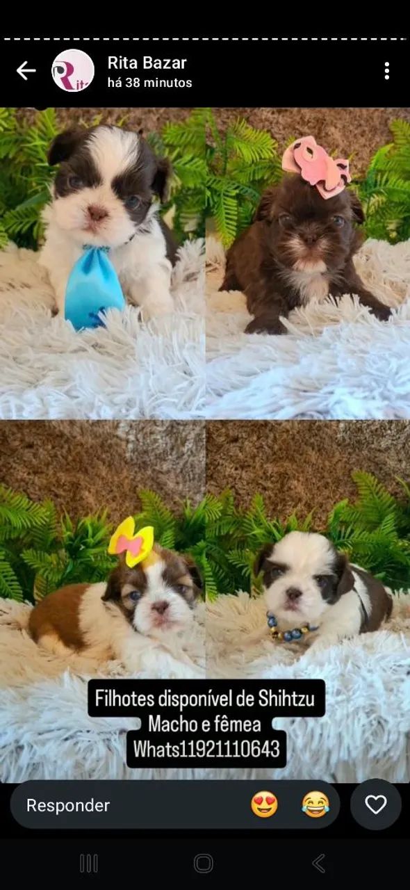 shih-tzu