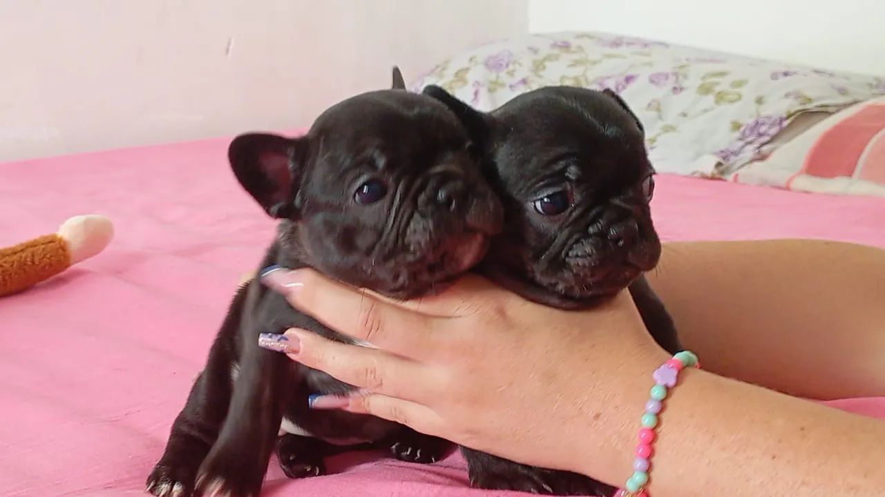 Filhotes de buldog frances  - Foto 2