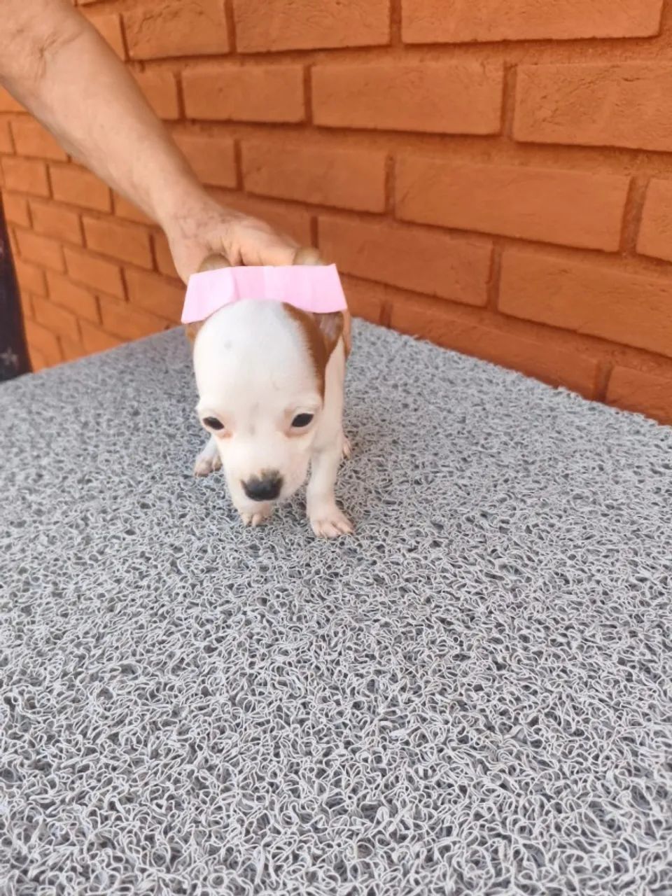 Filhotes de pinscher amor à primeira vista