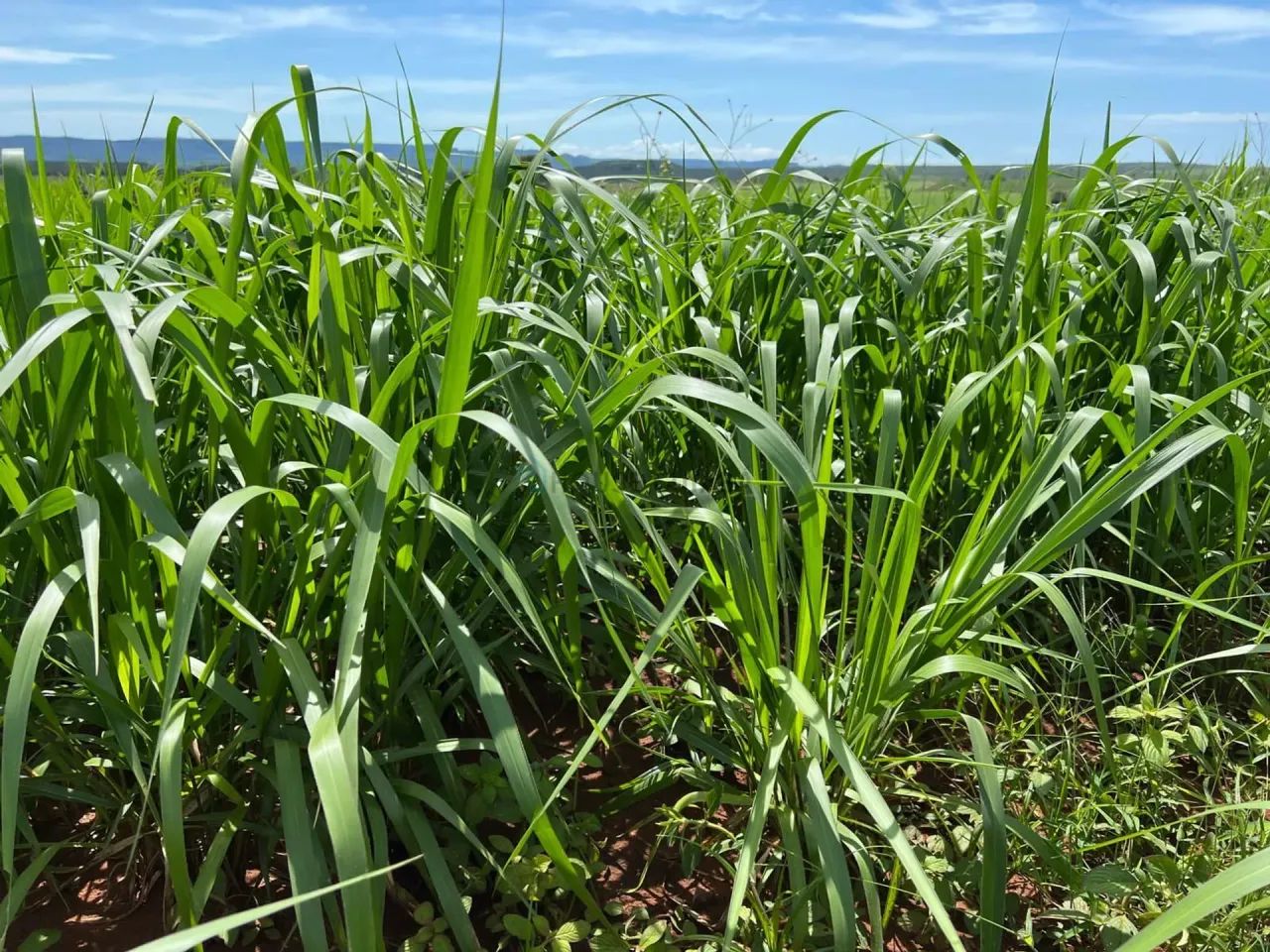 VENDO!!! FAZENDA DUPLA APTIDÃO - Foto 3