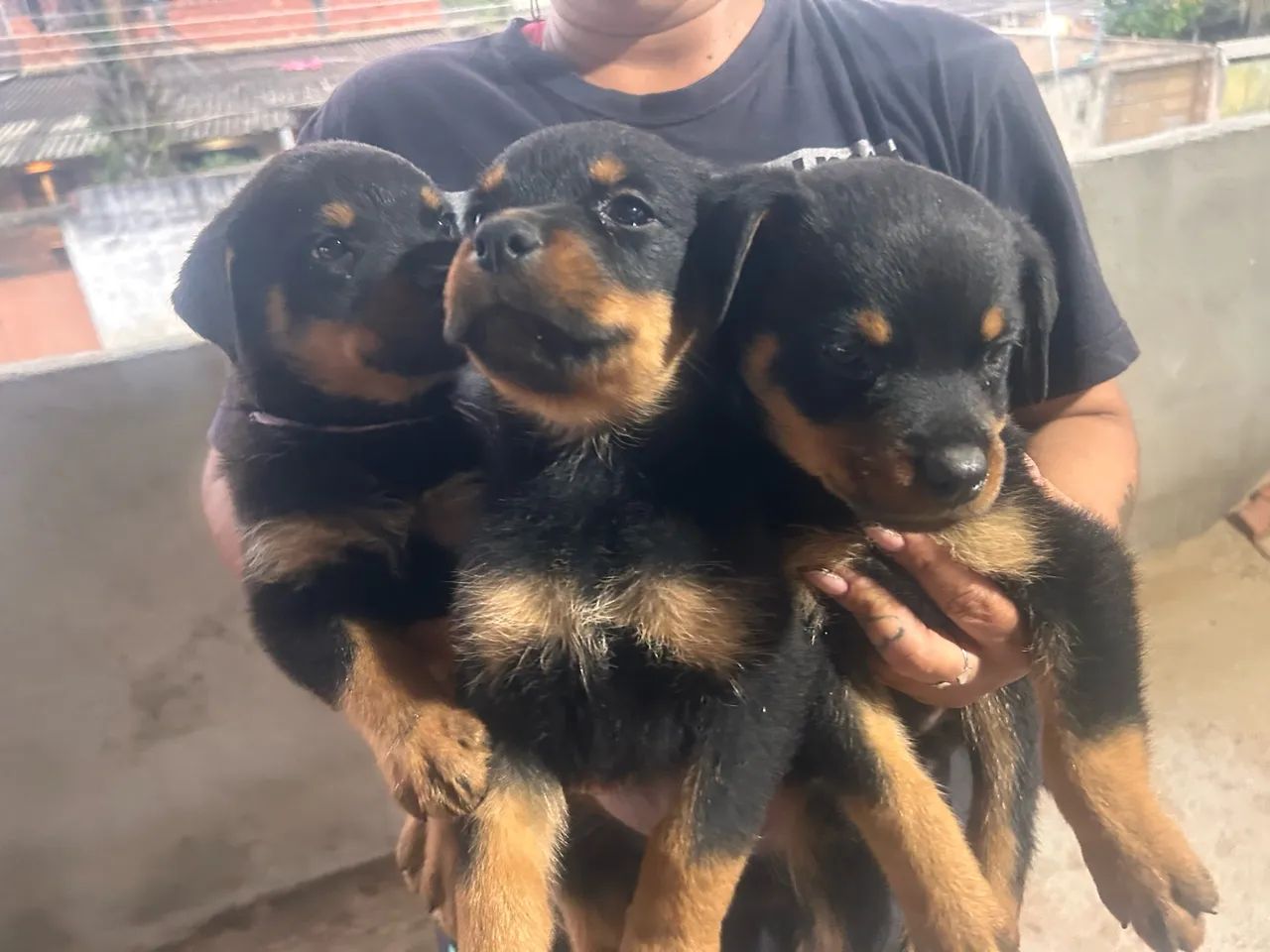 Filhotes de rottweiler  - Foto 2