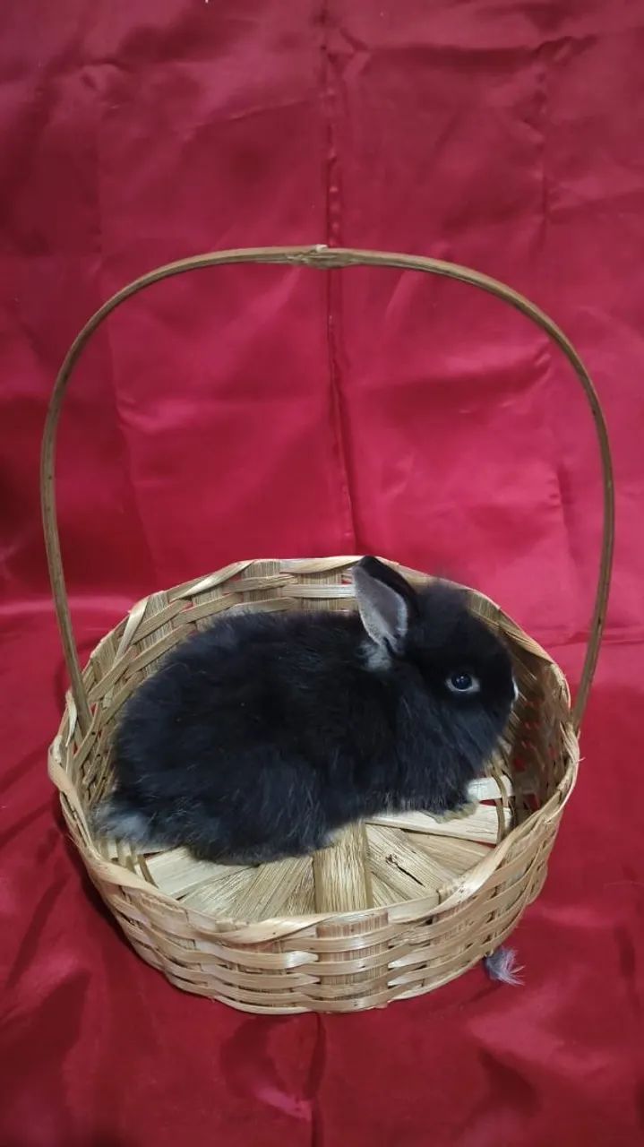 Vende-se mini coelhos anão raça Lion Head