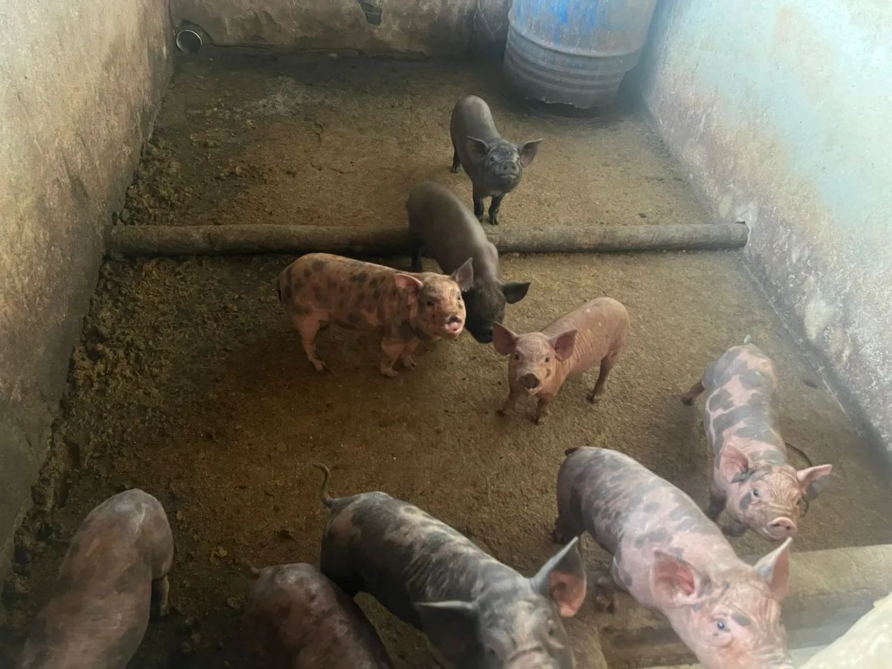 Porcos kuxitos  miniporco  - Foto 4