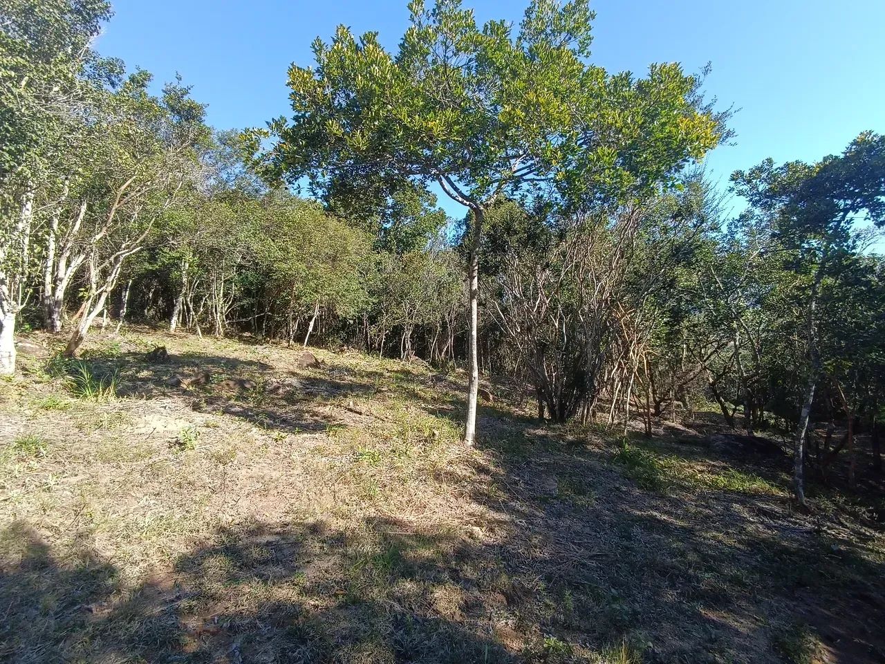 Vendo Sítio Próximo da praia de Palmas - Foto 5