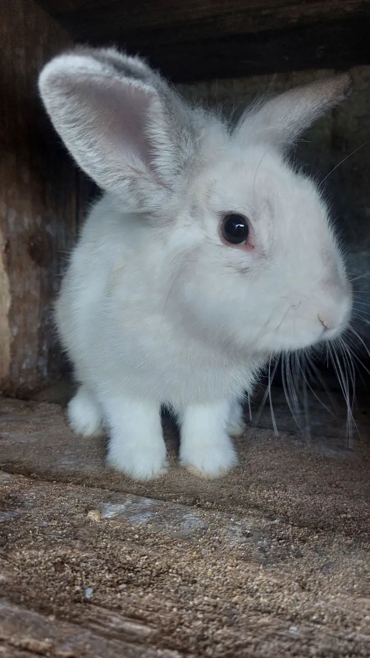 Mini Coelho Branco e Cinza Lion Head Disponível  - Foto 2