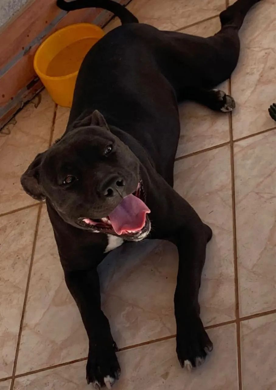 Filhotes de Pitbull  - Foto 3