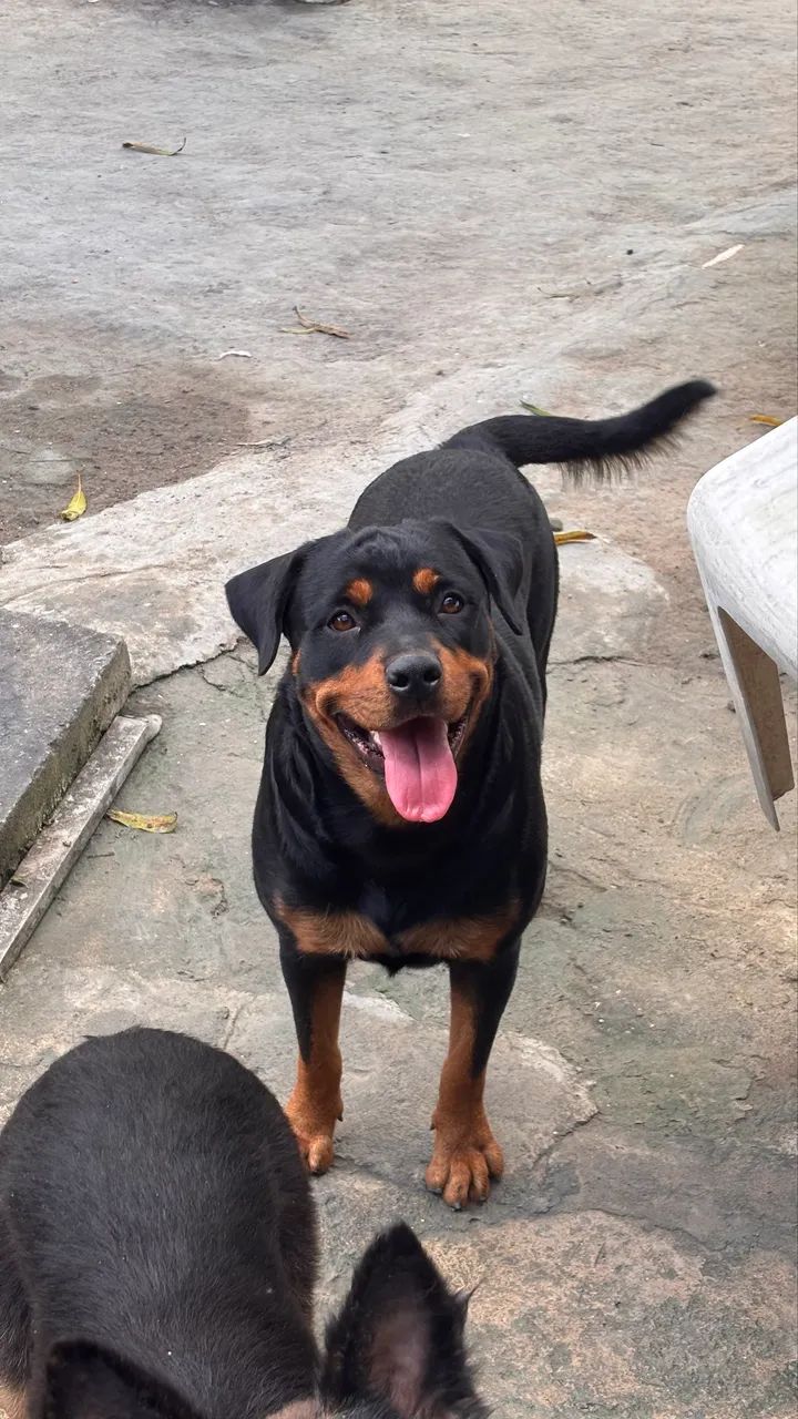 Rottweiler 500 - Foto 2