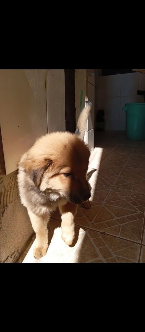 Chow Chow macho  - Foto 2